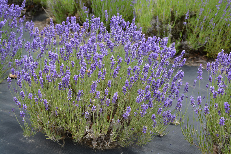 Hidcote Lavender (Lavandula angustifolia 'Hidcote') at Alsip Home and Nursery