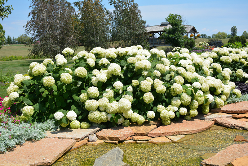Incrediball Hydrangea (Hydrangea arborescens 'Abetwo') at Alsip Home and Nursery