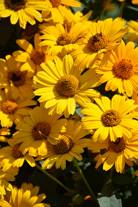 Tuscan Sun False Sunflower (Heliopsis helianthoides 'Tuscan Sun') at Alsip Home and Nursery