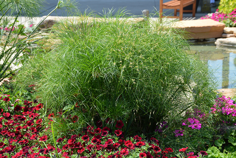 Prince Tut Egyptian Papyrus (Cyperus 'Prince Tut') at Alsip Home and Nursery