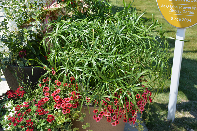 Baby Tut Umbrella Grass (Cyperus involucratus 'Baby Tut') at Alsip Home and Nursery