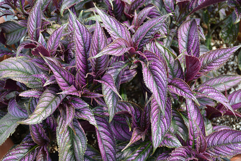 Persian Shield (Strobilanthes dyerianus) at Alsip Home and Nursery