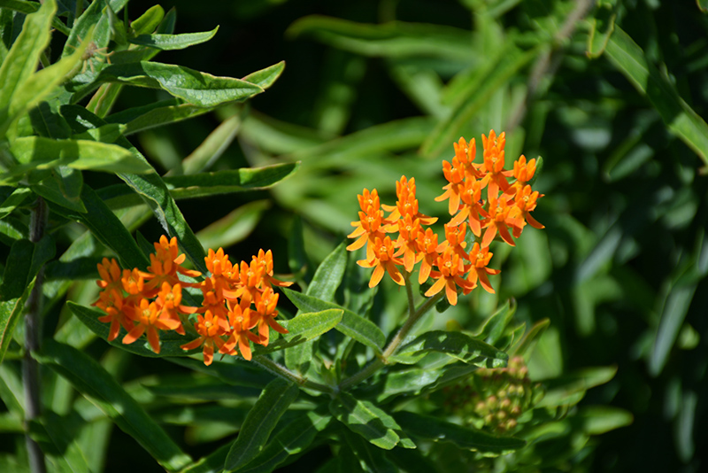 Butterfly Weed (Asclepias tuberosa spp. interior) at Alsip Home and Nursery