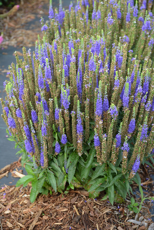 Royal Candles Speedwell (Veronica spicata 'Royal Candles') at Alsip Home and Nursery
