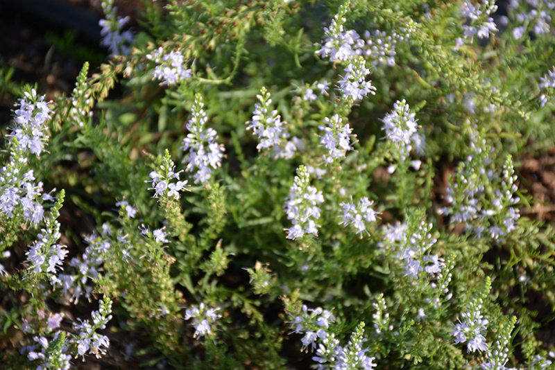 Blue Feathers Speedwell (Veronica pinnata 'Blue Feathers') at Alsip Home and Nursery