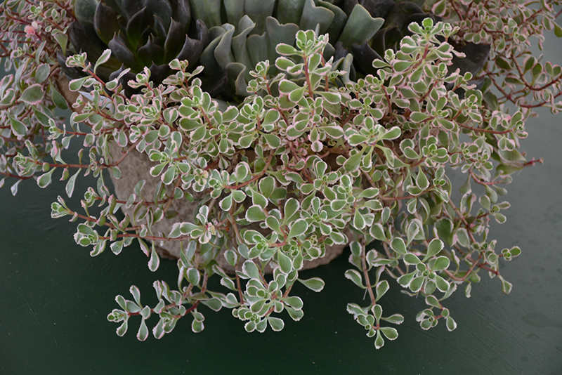 Tricolor Stonecrop (Sedum spurium 'Tricolor') at Alsip Home and Nursery