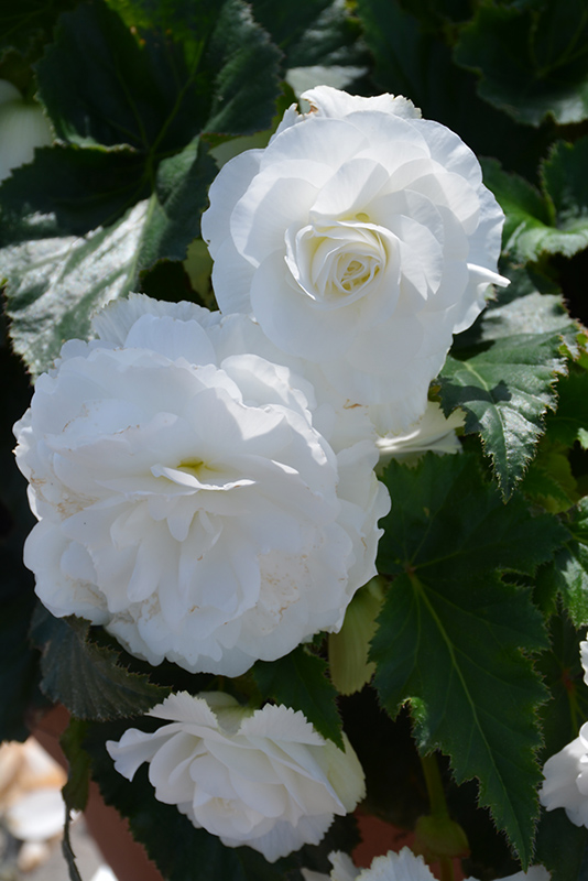 Nonstop White Begonia (Begonia 'Nonstop White') at Alsip Home and Nursery