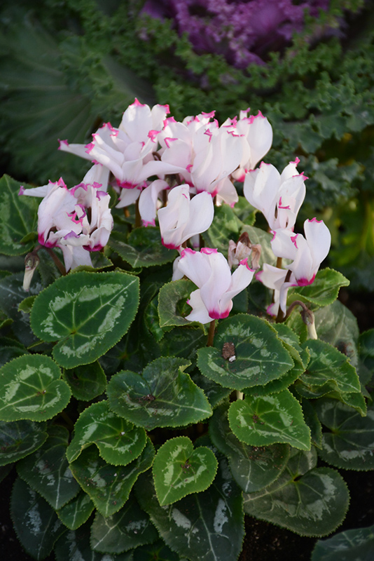 Metis Victoria Cyclamen (Cyclamen 'Metis Victoria') at Alsip Home and Nursery
