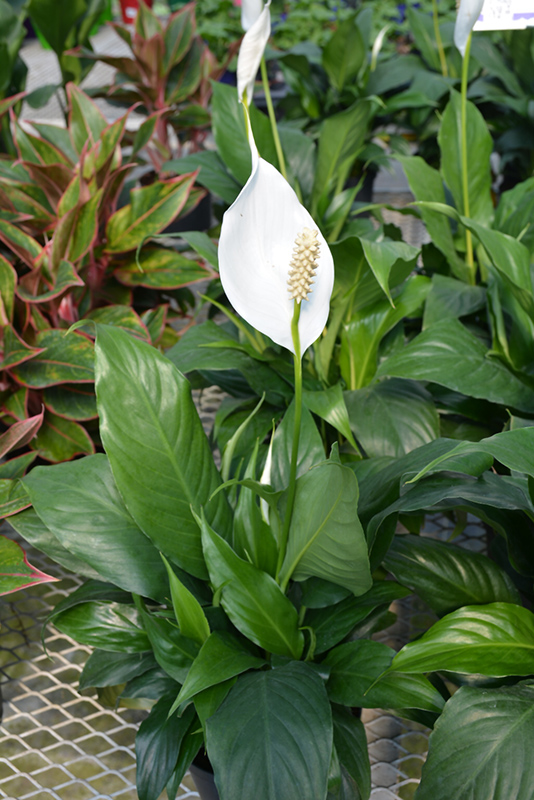 Sensation Peace Lily (Spathiphyllum 'Sensation') at Alsip Home and Nursery