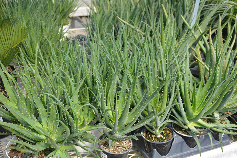 Aloe Vera (Aloe barbadensis) at Alsip Home and Nursery