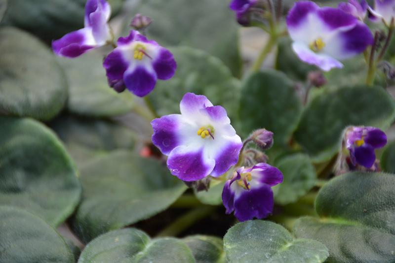 Little Axel African Violet (Saintpaulia 'Little Axel') at Alsip Home and Nursery