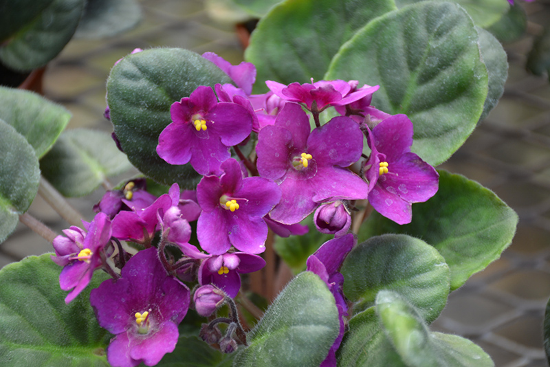 Hybrid Purple African Violet (Saintpaulia 'Hybrid Purple') at Alsip Home and Nursery