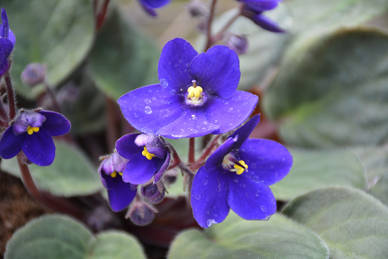 Hybrid Blue African Violet (Saintpaulia 'Hybrid Blue') at Alsip Home and Nursery