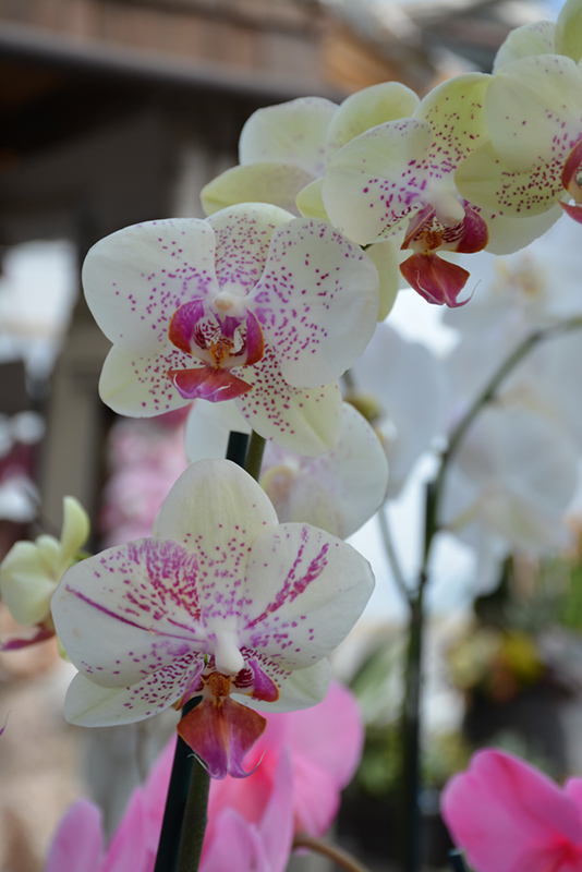 Pebble Beach Orchid (Phalaenopsis 'Pebble Beach') at Alsip Home and Nursery