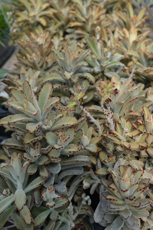 Chocolate Soldier Panda Plant (Kalanchoe tomentosa 'Chocolate Soldier') at Alsip Home and Nursery