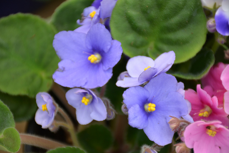 Rob's Twinkle Blue African Violet (Saintpaulia 'Rob's Twinkle Blue') at Alsip Home and Nursery