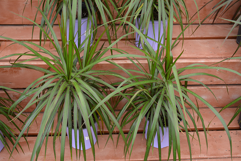 Red-edge Dracaena (Dracaena marginata) at Alsip Home and Nursery
