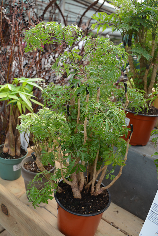 Ming Aralia (Polyscias fruticosa) at Alsip Home and Nursery