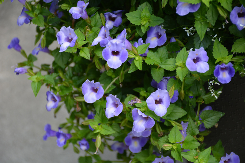 Summer Wave Large Blue Torenia (Torenia 'Summer Wave Large Blue') at Alsip Home and Nursery