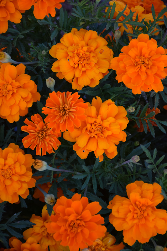 Alumia Deep Orange Marigold (Tagetes patula 'Alumia Deep Orange') at Alsip Home and Nursery