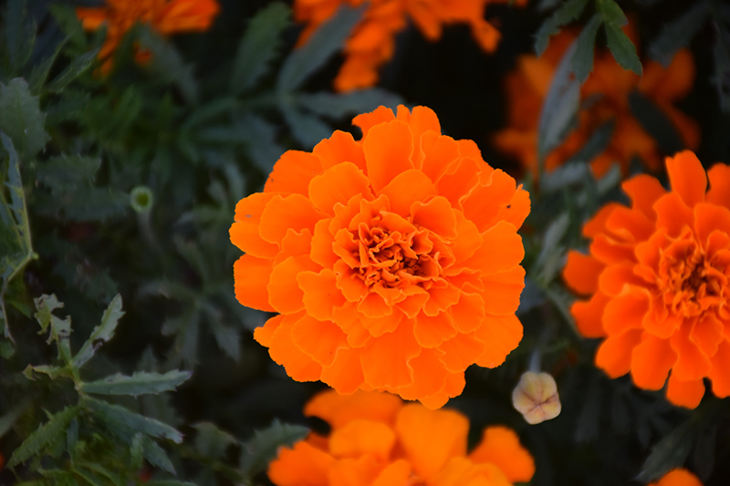 Alumia Deep Orange Marigold (Tagetes patula 'Alumia Deep Orange') at Alsip Home and Nursery