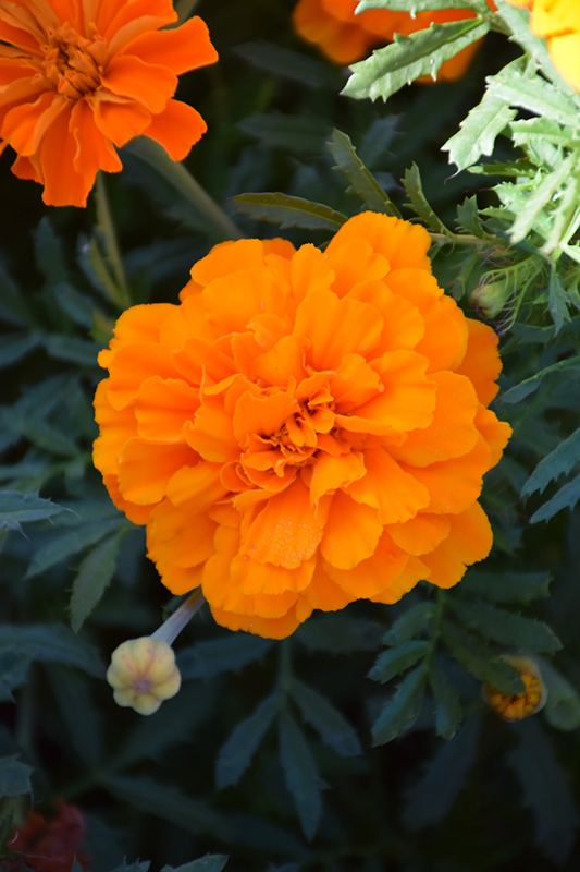 Safari Tangerine Marigold (Tagetes patula 'Safari Tangerine') at Alsip Home and Nursery
