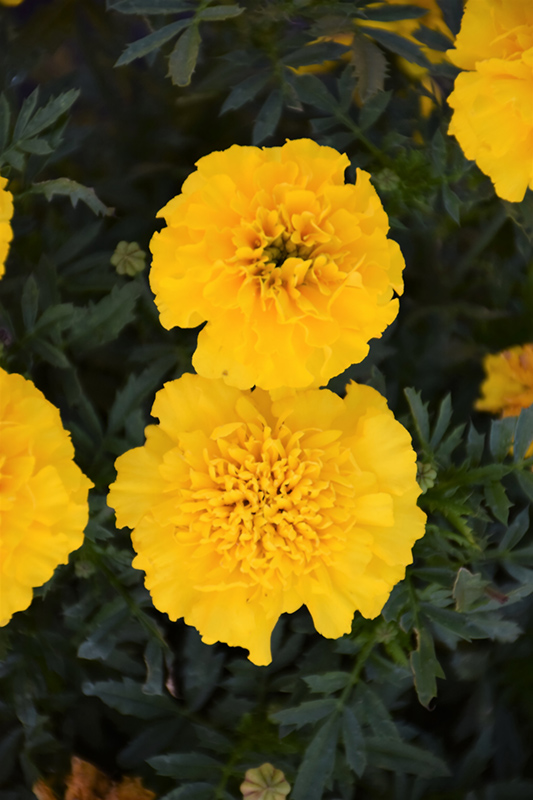 Bonanza Yellow Marigold (Tagetes patula 'Bonanza Yellow') at Alsip Home and Nursery
