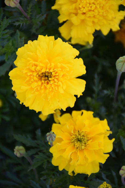 Cresta Yellow Marigold (Tagetes patula 'Cresta Yellow') at Alsip Home and Nursery