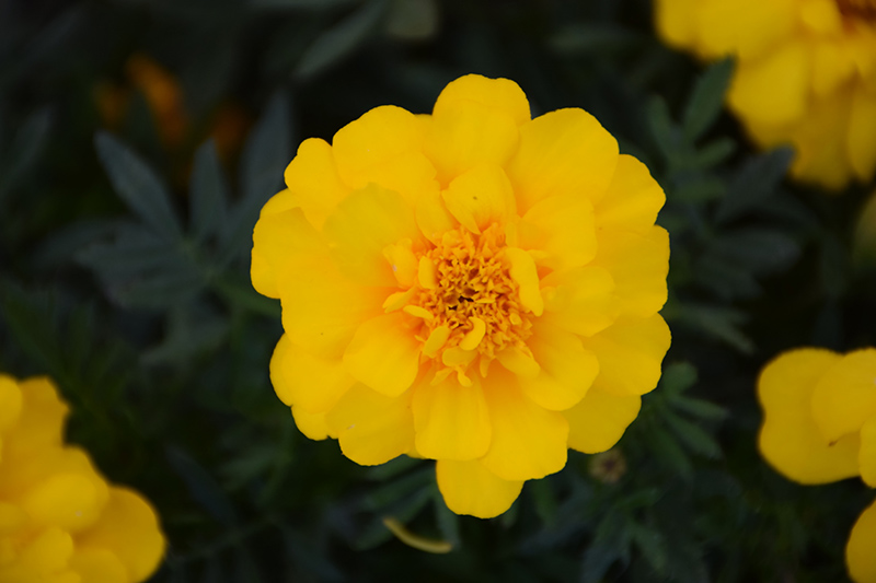 Durango Yellow Marigold (Tagetes patula 'Durango Yellow') at Alsip Home and Nursery