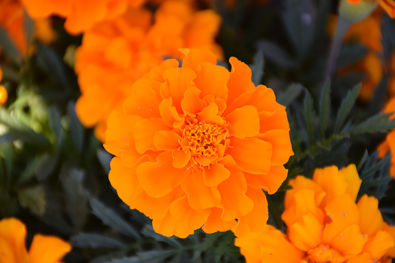 Durango Orange Marigold (Tagetes patula 'Durango Orange') at Alsip Home and Nursery