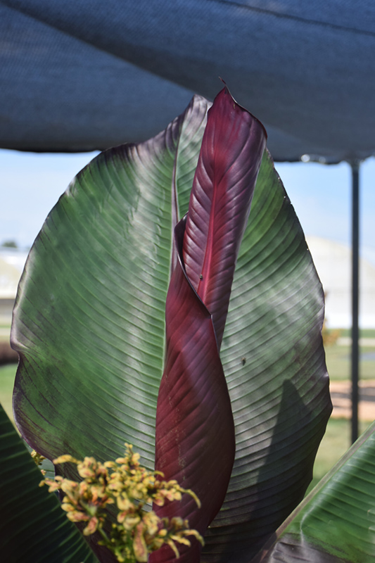 Red Banana (Ensete ventricosum 'Maurelii') at Alsip Home and Nursery