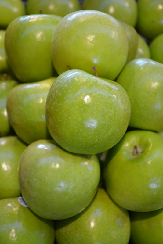 Granny Smith Apple (Malus 'Granny Smith') at Alsip Home and Nursery