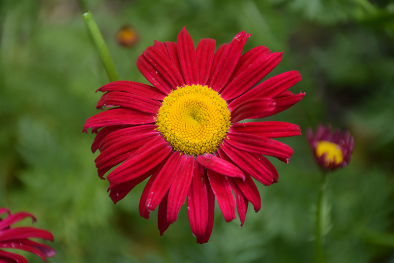 Robinson's Red Painted Daisy (Tanacetum coccineum 'Robinson's Red') at Alsip Home and Nursery