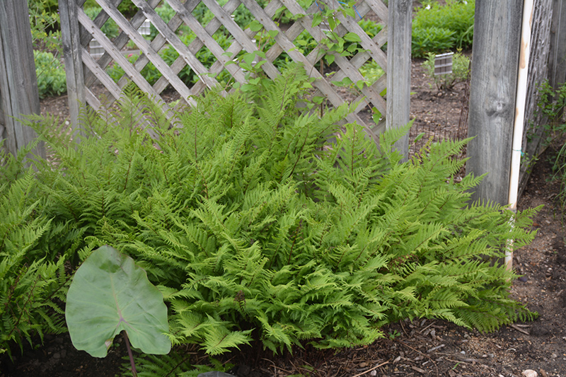 Lady in Red Fern (Athyrium filix-femina 'Lady in Red') at Alsip Home and Nursery