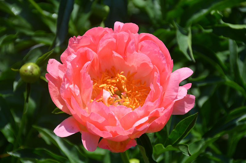 Coral Sunset Peony (Paeonia 'Coral Sunset') at Alsip Home and Nursery