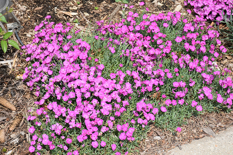 Paint The Town Fuchsia Pinks (Dianthus 'Paint The Town Fuchsia') at Alsip Home and Nursery