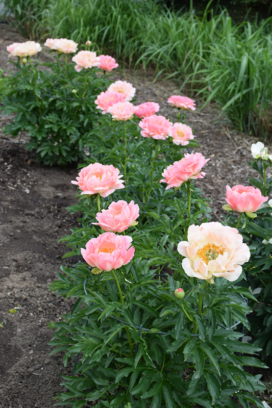 Coral Sunset Peony (Paeonia 'Coral Sunset') at Alsip Home and Nursery