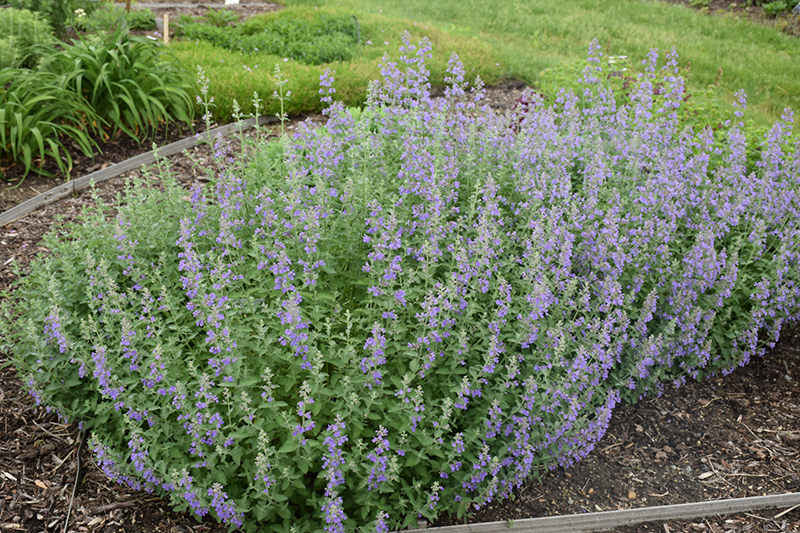 Walker's Low Catmint (Nepeta x faassenii 'Walker's Low') at Alsip Home and Nursery