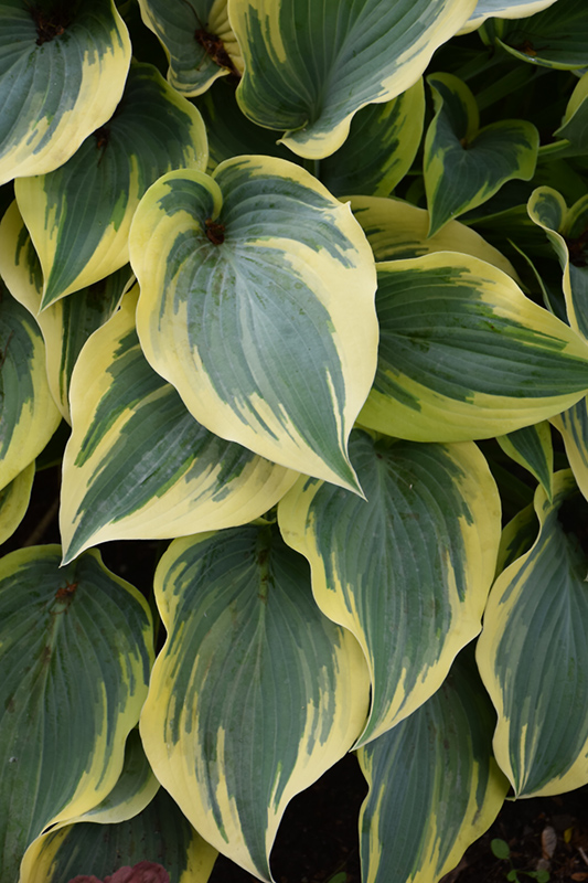 First Frost Hosta (Hosta 'First Frost') at Alsip Home and Nursery