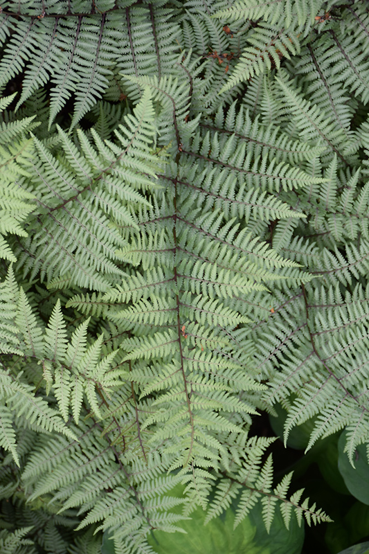 Ghost Fern (Athyrium 'Ghost') at Alsip Home and Nursery
