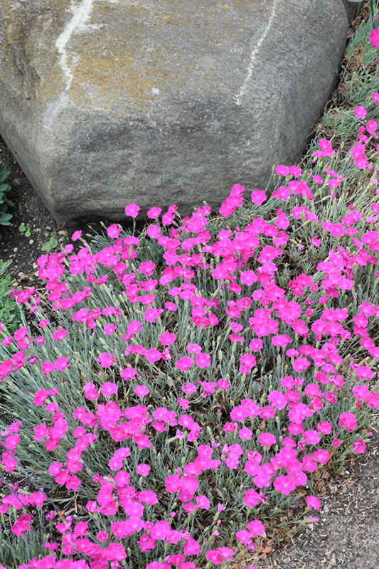 Firewitch Pinks (Dianthus gratianopolitanus 'Firewitch') at Alsip Home and Nursery