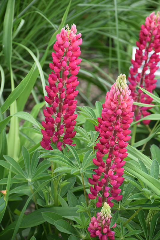 Popsicle Red Lupine (Lupinus 'Popsicle Red') at Alsip Home and Nursery
