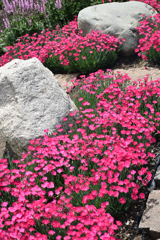 Paint The Town Magenta Pinks (Dianthus 'Paint The Town Magenta') at Alsip Home and Nursery