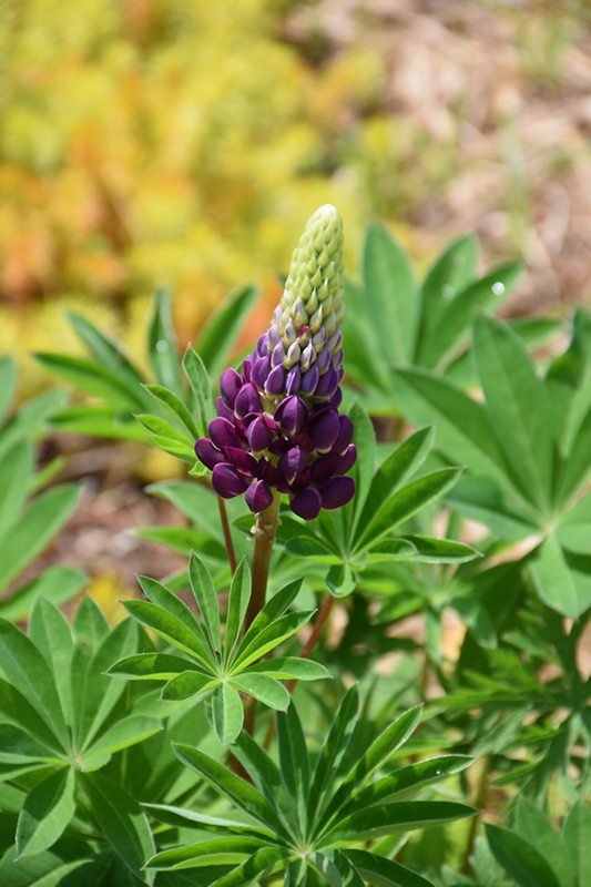 Popsicle Blue Lupine (Lupinus 'Popsicle Blue') at Alsip Home and Nursery