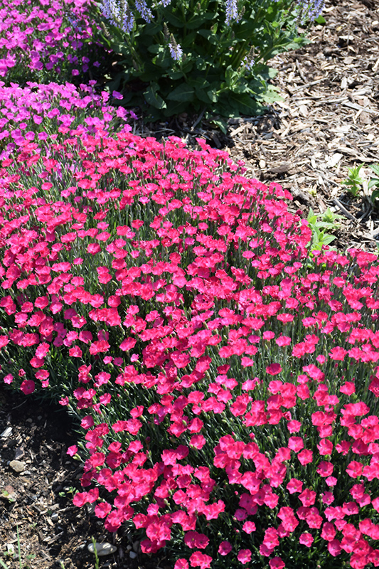 Paint The Town Magenta Pinks (Dianthus 'Paint The Town Magenta') at Alsip Home and Nursery