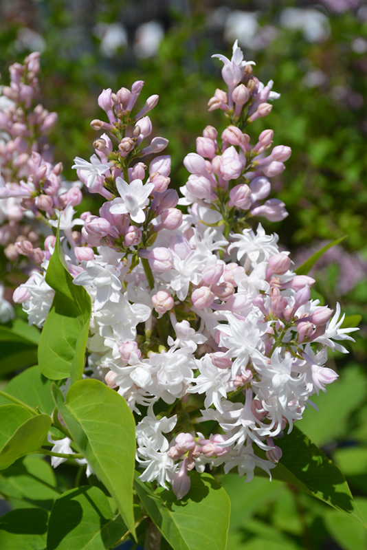 Beauty of Moscow Lilac (Syringa vulgaris 'Beauty of Moscow') at Alsip Home and Nursery