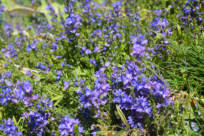 Goldwell Creeping Speedwell (Veronica prostrata 'Goldwell') at Alsip Home and Nursery