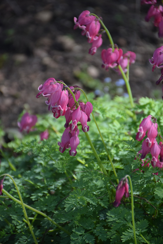 King of Hearts Bleeding Heart (Dicentra 'King of Hearts') at Alsip Home and Nursery