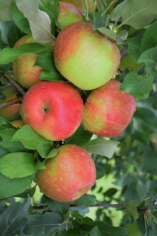 Honeycrisp Apple (Malus 'Honeycrisp') at Alsip Home and Nursery