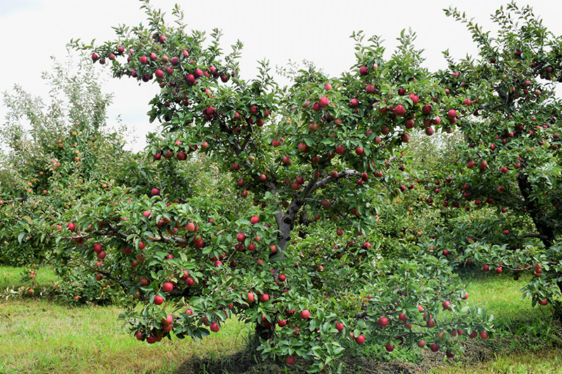 Red Delicious Apple (Malus 'Red Delicious') at Alsip Home and Nursery